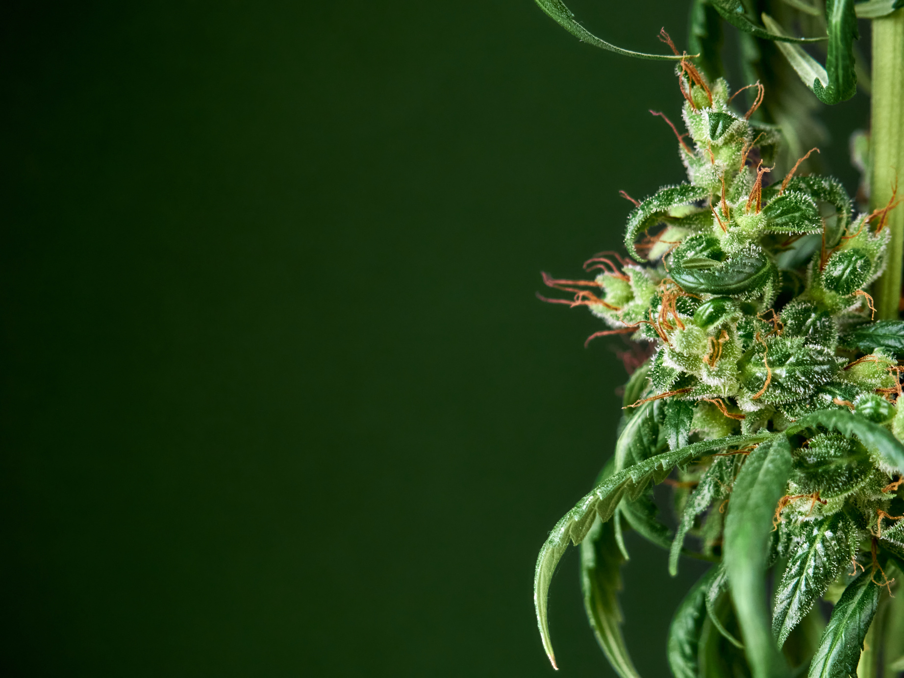 Close up of Cannabis Buds